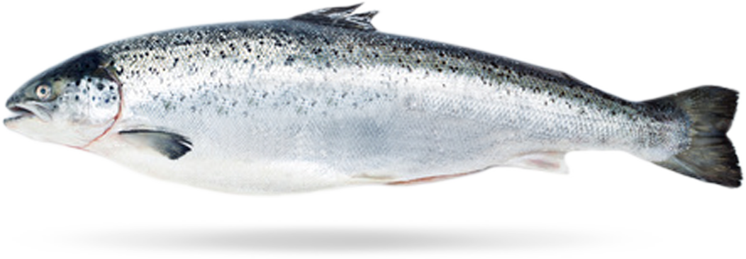 Salmon Archives Valofish En